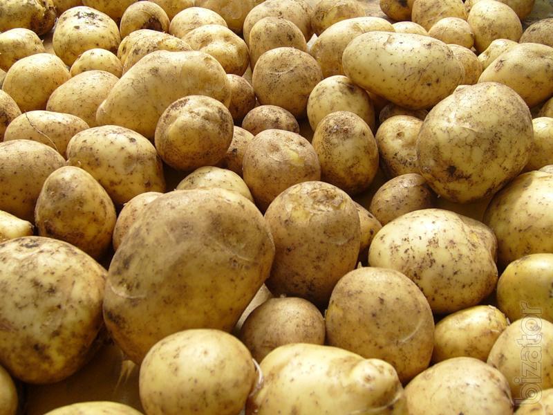 картоп